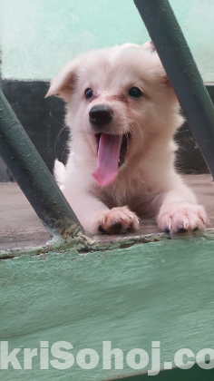 German spitz puppy dog